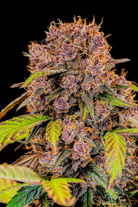 Lemon Cherry Cookies Auto (fastbuds) 10kpl