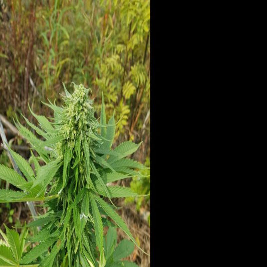 Auto Forbidden Berry Reg