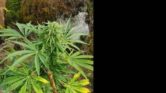Auto Forbidden Berry Reg