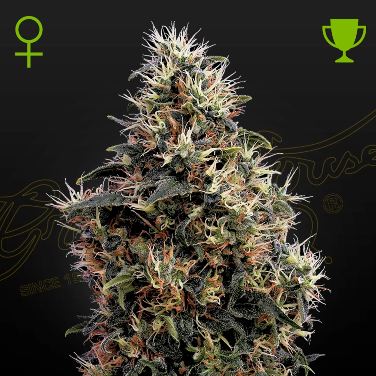 Auto Sweet Mango siemenpakkaus 3kpl Green House Seed Co