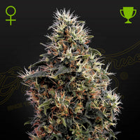Auto Sweet Mango siemenpakkaus 3kpl Green House Seed Co
