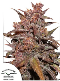 CBD Auto Blackberry Kush (Dutch Passion)