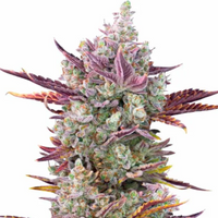 Cookies x Gorilla