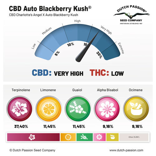 CBD Auto Blackberry Kush (Dutch Passion)