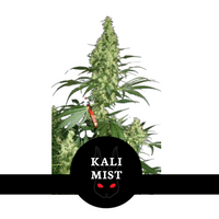 Kali Mist siemenet pakkaus