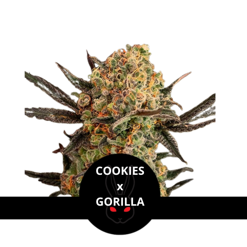 Cookies x Gorilla