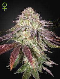 Sugarlato Auto (Green House Seed co.) 3kpl