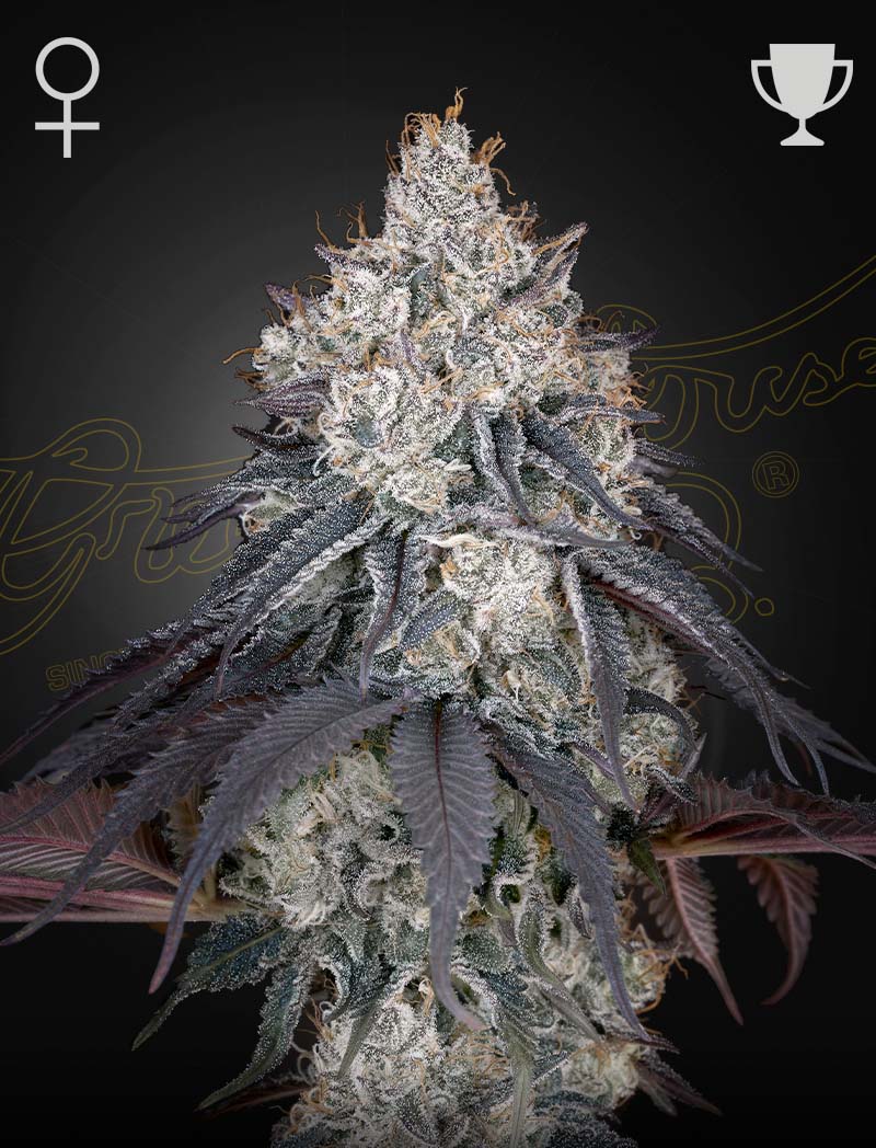 Lemon Orange Green House Seed Co siemenpakkaus
