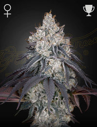 Lemon Orange Green House Seed Co siemenpakkaus