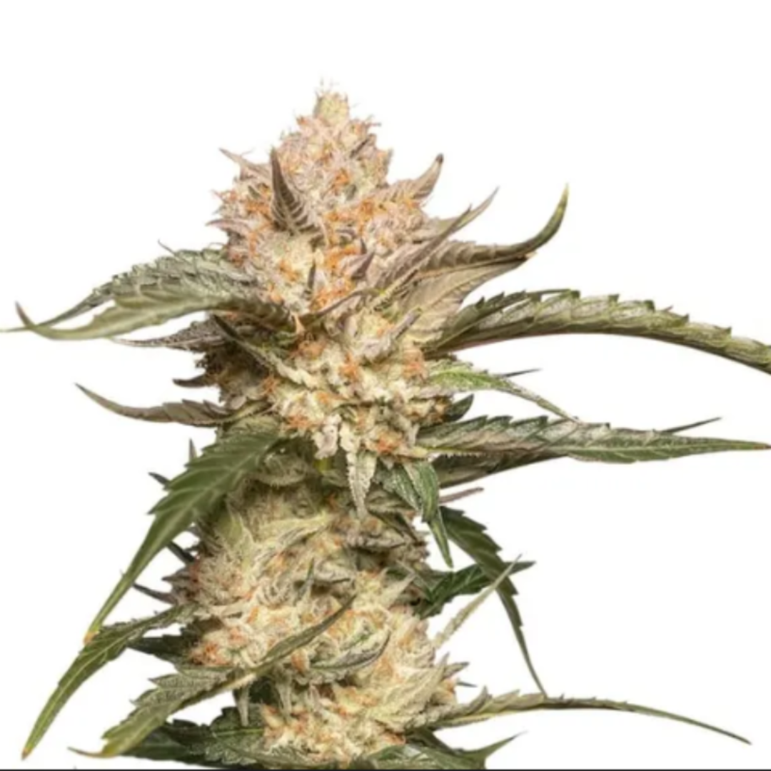 Auto Trichome & Cream siemenpakkaus Dutch Passion
