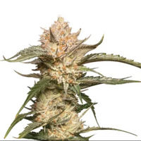 Auto Trichome & Cream siemenpakkaus Dutch Passion
