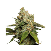 Kosher Kush -kukkanuppu: tiheä, hartsipitoinen ja trikomeilla peitetty, symboloi sen tehoa ja laatua.