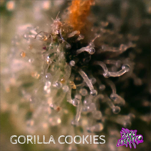 Gorilla Cookies