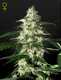 Skunk Auto (Green House Seed Co.) 3kpl