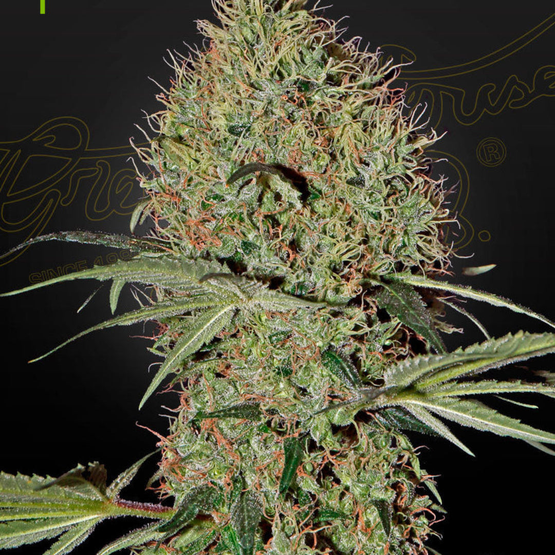 Auto Super Bud 3kpl siemenpakkaus