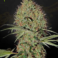 Auto Super Bud 3kpl siemenpakkaus