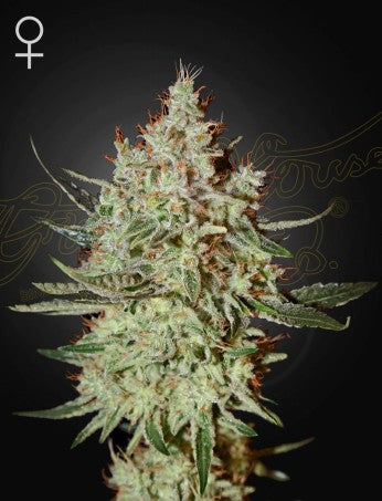 Train Wreck Green House Seed Co siemenpakkaus