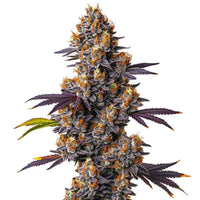 Tropicana Cookies
