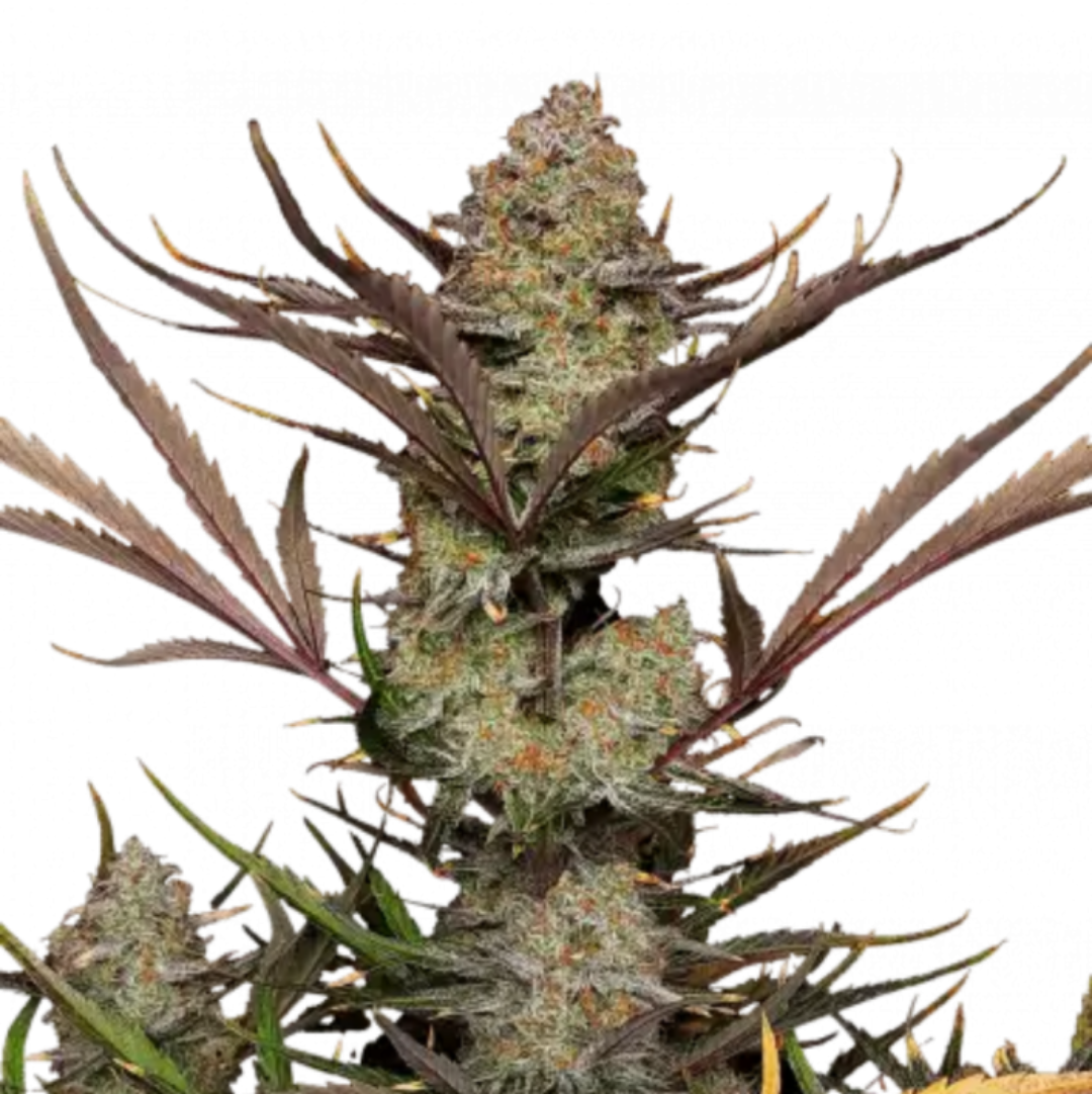 FastBuds Apple Strudel Auto 10kpl kannabiksen siemenet Kaninkolosta. Suomalainen CBD-kauppa.