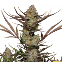 FastBuds Apple Strudel Auto 10kpl kannabiksen siemenet Kaninkolosta. Suomalainen CBD-kauppa.