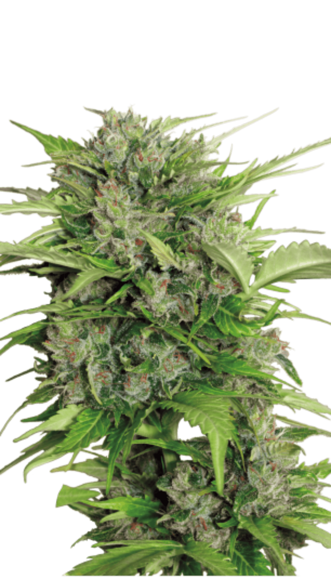 AK-47 autoflower Pure Instinto siemenpakkaus