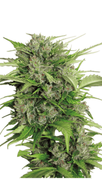 AK-47 autoflower Pure Instinto siemenpakkaus