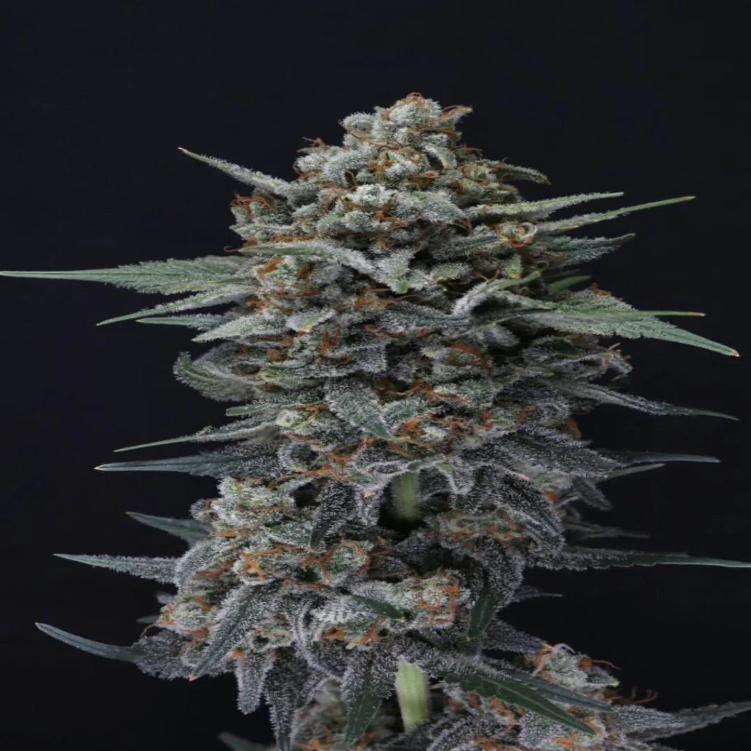 Lähikuva Alien Snack Autoflower -kannabiksen nuppusta, jossa näkyy tricomien kimmellys ja purppuran sävyjä.