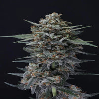 Lähikuva Alien Snack Autoflower -kannabiksen nuppusta, jossa näkyy tricomien kimmellys ja purppuran sävyjä.