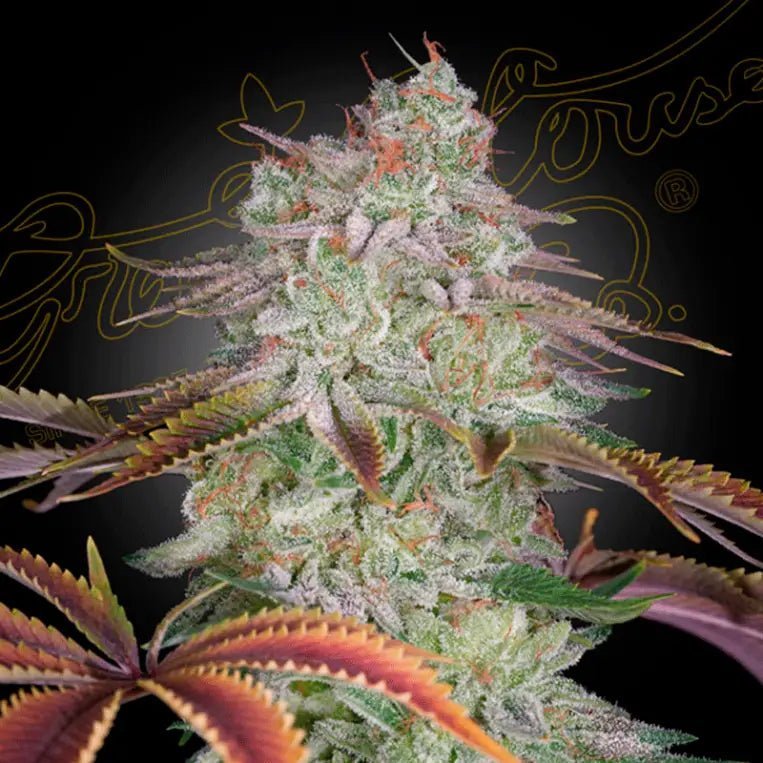 Kolme Green House Seed Co. AlienZ Auto -femininisoitua automaattisesti kukkivaa kannabiksensiementä alkuperäispakkauksessa.