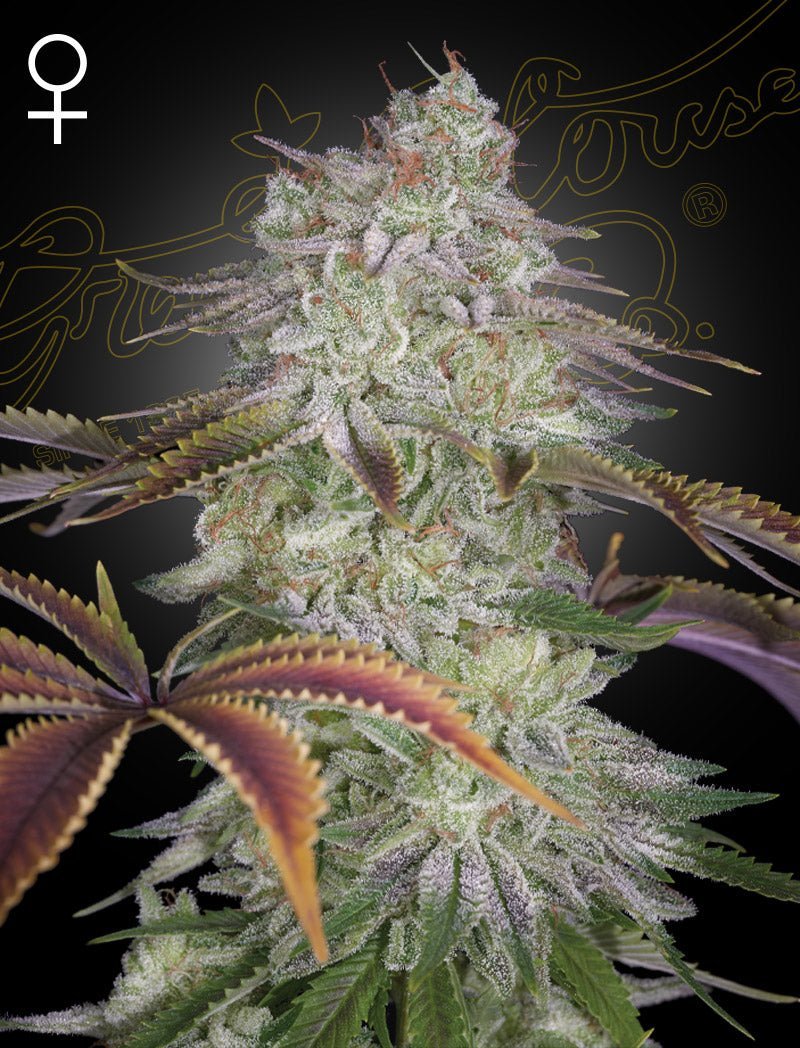 AlienZ Green House Seed Co siemenpakkaus 3kpl