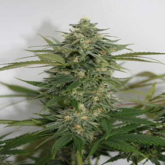 Amnesia Autoflower