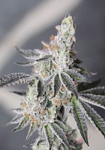 Animal Mints Autoflower FEM siemenpakkaus