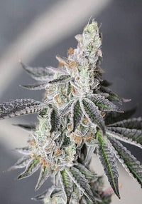 Animal Mints Autoflower FEM siemenpakkaus