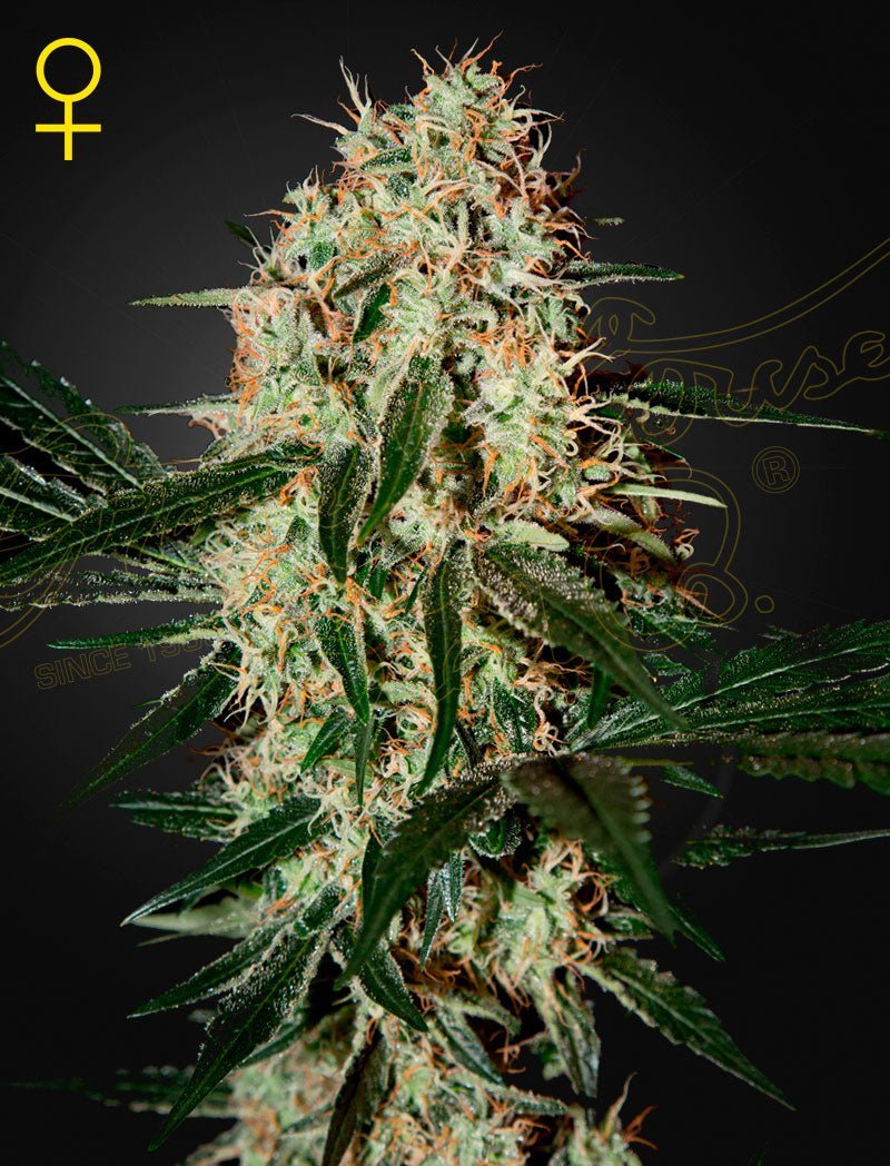 Arjan's Haze 3 siemenet 3kpl pakkaus