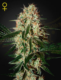 Arjan's Haze 3 siemenet 3kpl pakkaus