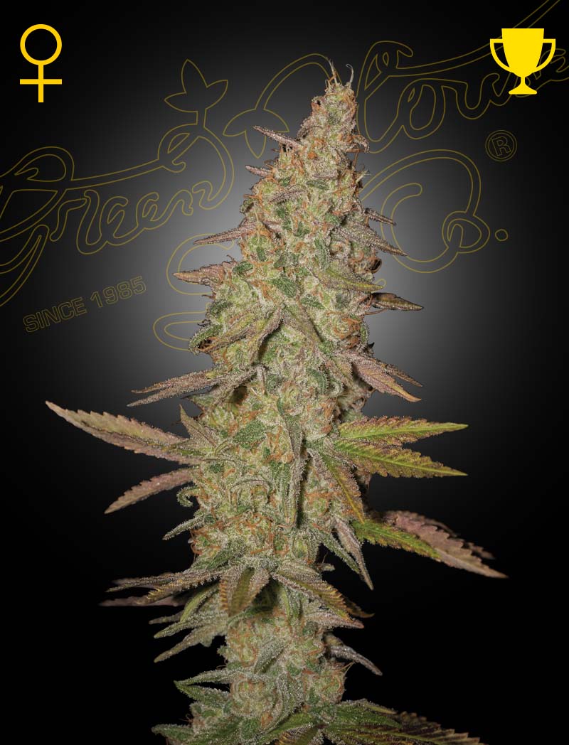 Arjan's Ultra Haze 1 siemenpakkaus 3kpl
