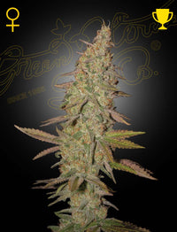 Arjan's Ultra Haze 1 siemenpakkaus 3kpl