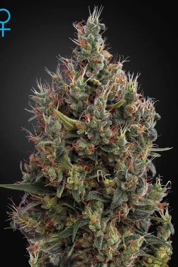 Auto Big Bang Green House Seed Co siemenpakkaus 3kpl