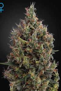 Auto Big Bang Green House Seed Co siemenpakkaus 3kpl