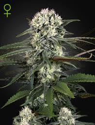 Auto Bomb Green House Seed Co. 3kpl siemenpakkaus