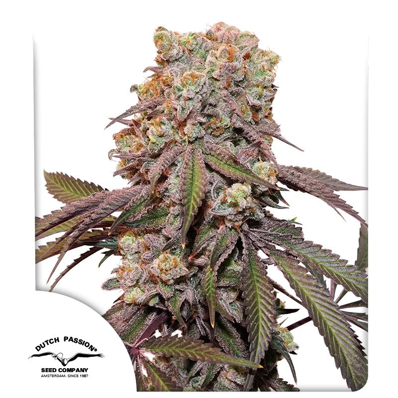 Candy Bubaz XL Auto Dutch Passion 3kpl siemenpakkaus