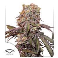 Candy Bubaz XL Auto Dutch Passion 3kpl siemenpakkaus