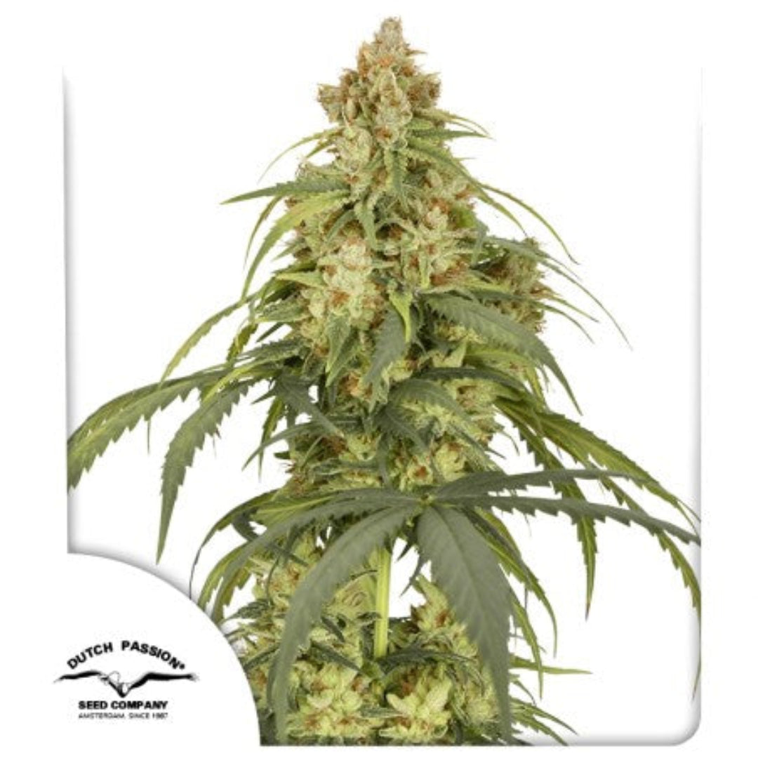 Auto CBD-Victory Dutch Passion siemenpakkaus