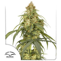 Auto CBD-Victory Dutch Passion siemenpakkaus