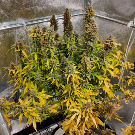 Auto CBG-Force (Dutch Passion)