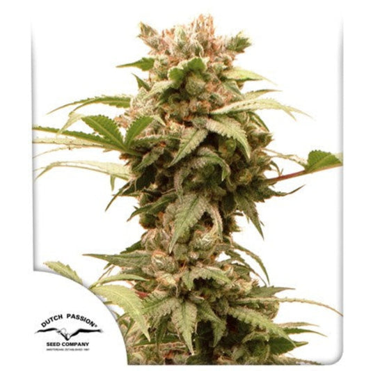 Auto CBG-Force (Dutch Passion)