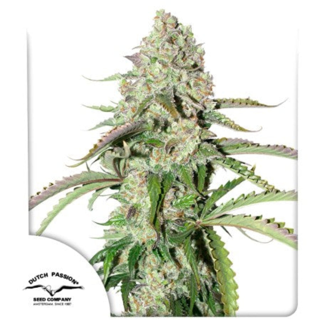Auto Colorado Cookies siemenpakkaus Dutch Passion