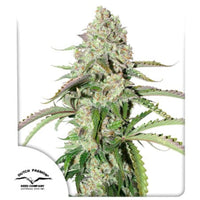 Auto Colorado Cookies siemenpakkaus Dutch Passion