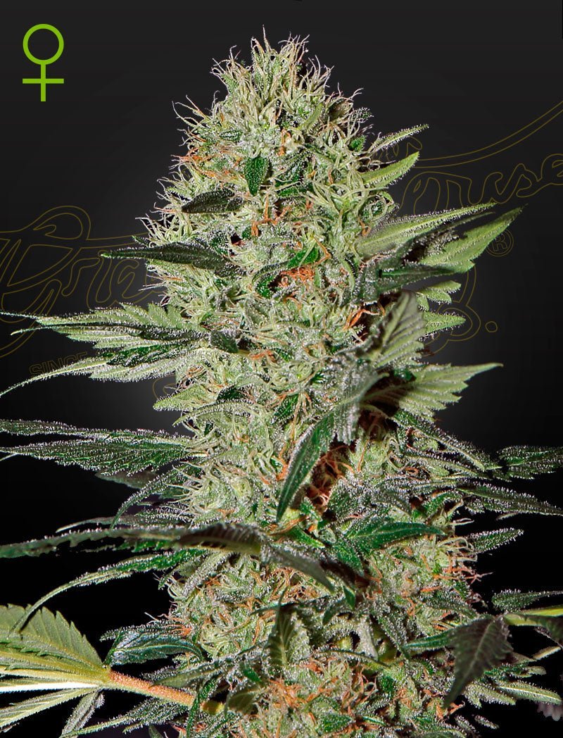 Auto Exodus Cheese siemenpakkaus 3kpl