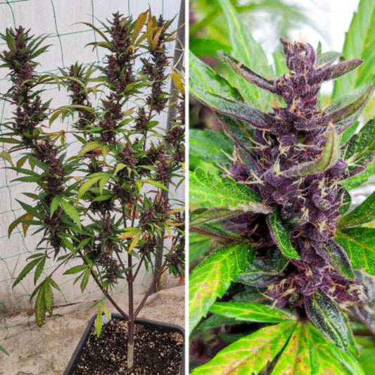 Auto Forbidden Cherry  (Dutch Passion)
